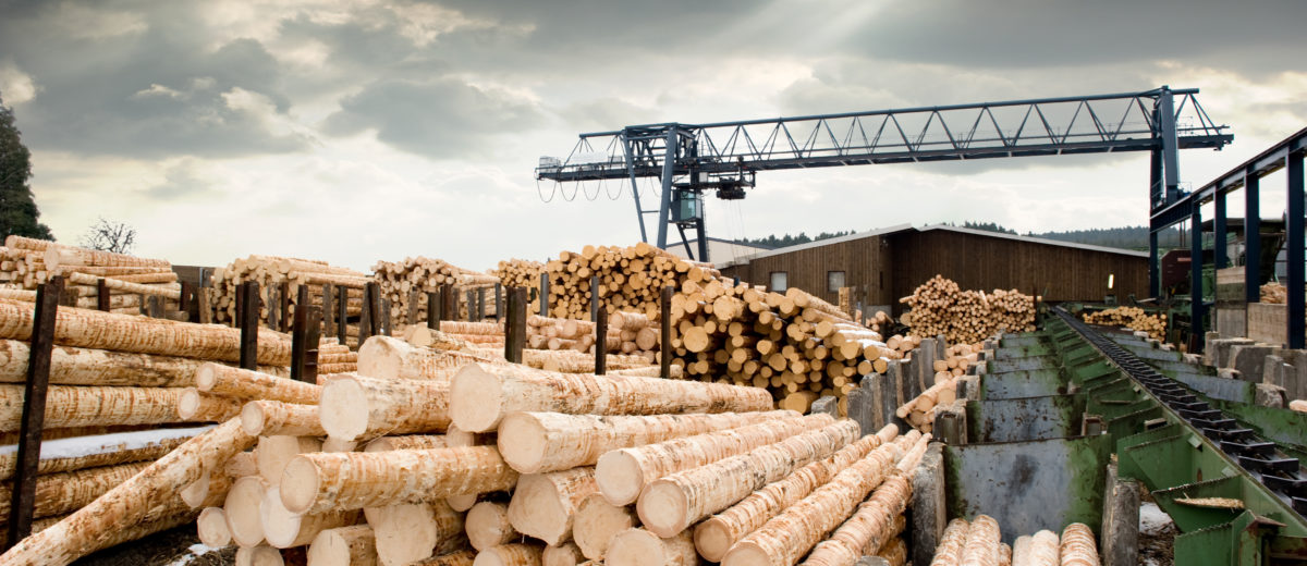 Stacks of logs at sawmill
