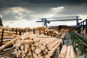 Stacks of logs at sawmill